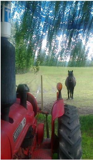 Hestekrefter før og nå