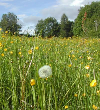 Løvetann - Klikk for stort bilde